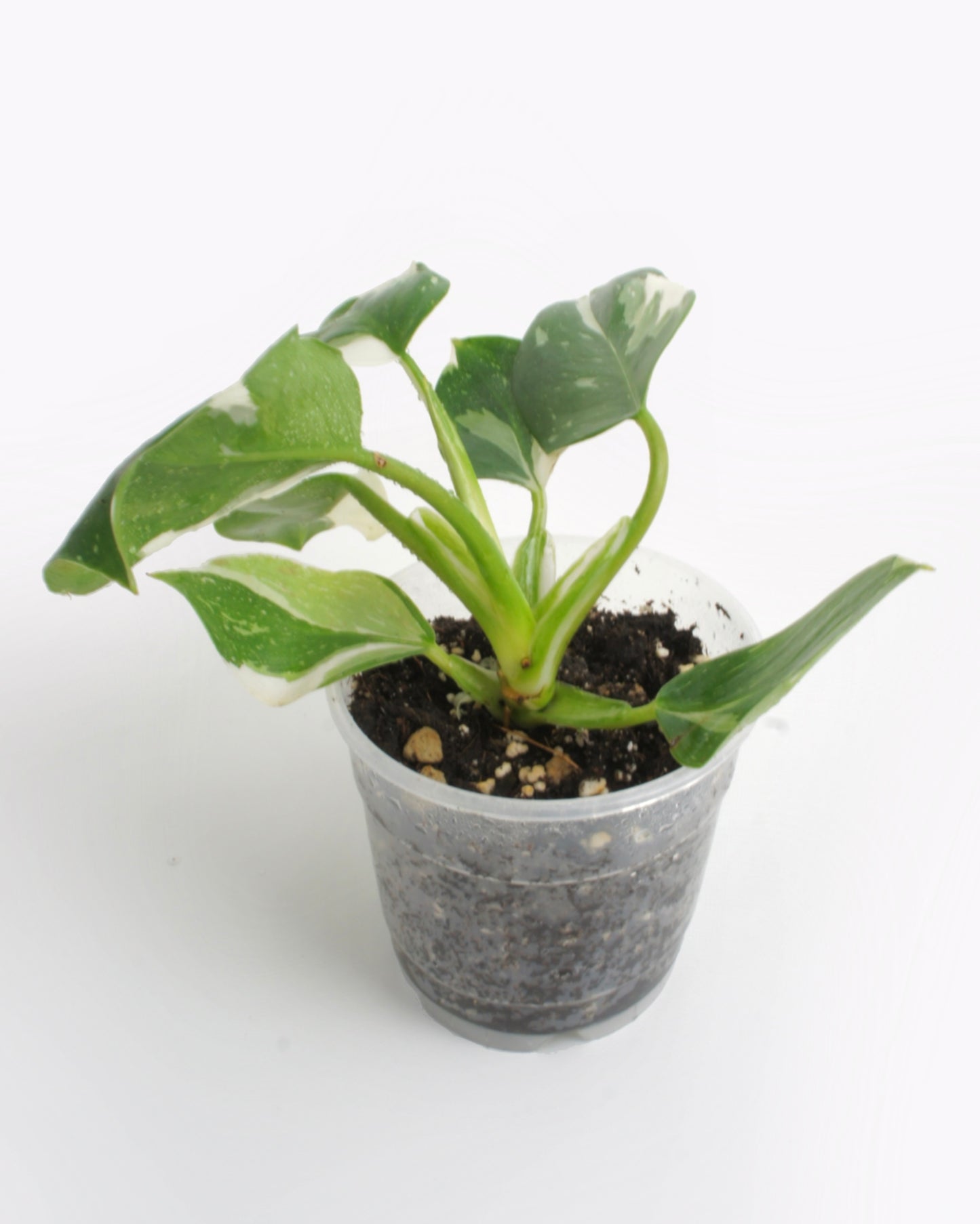 Philodendron White Wizard