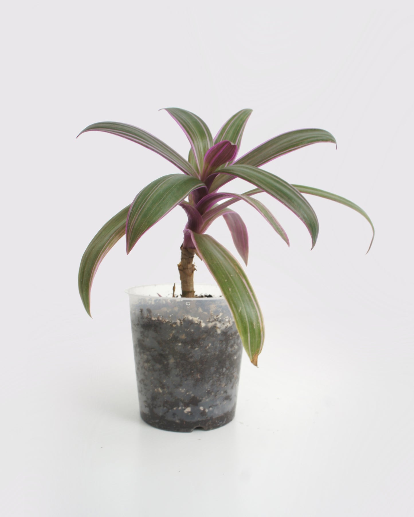 Tradescantia Spathacea - Misère