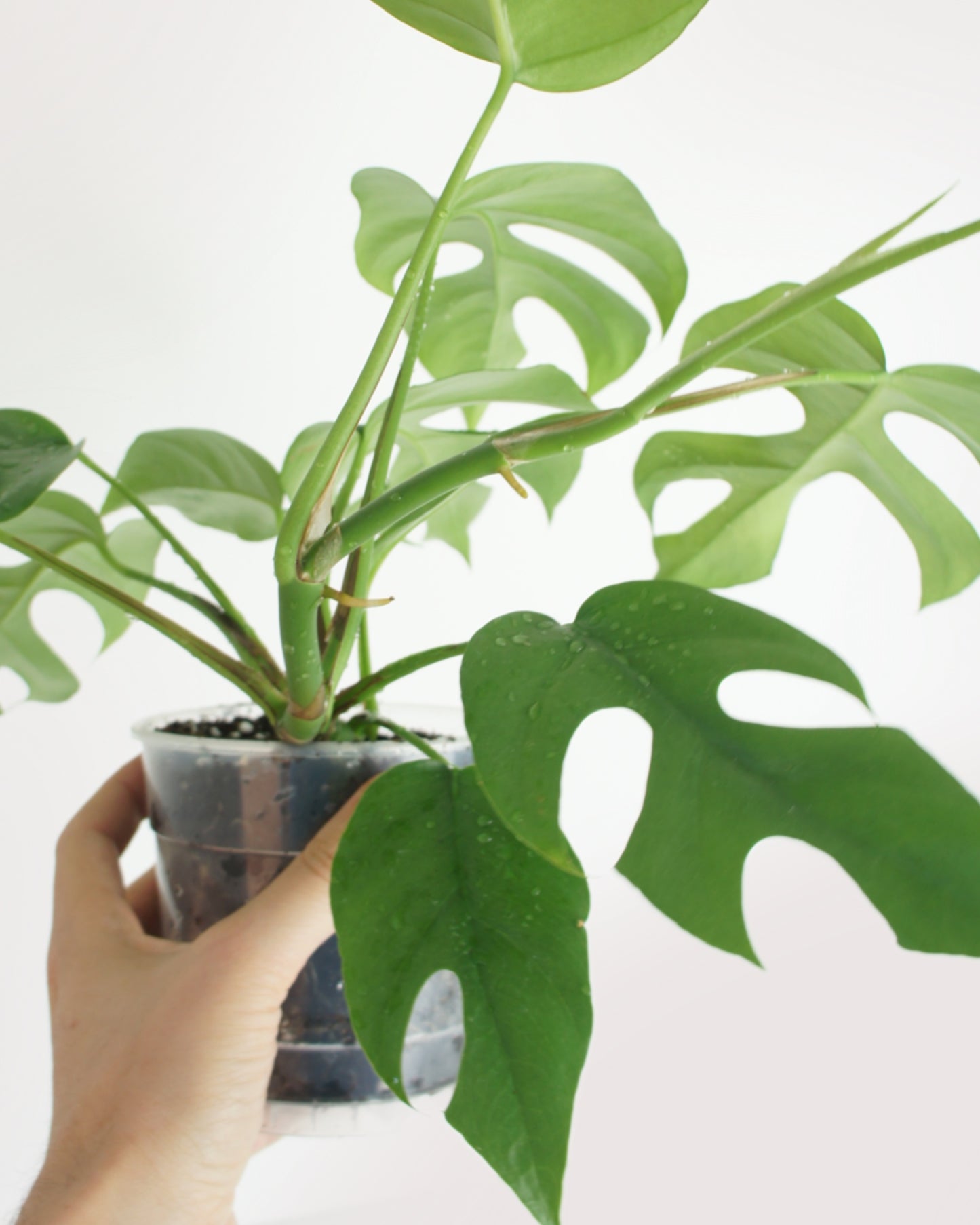 Rhaphidophora Tetrasperma - monstera minima