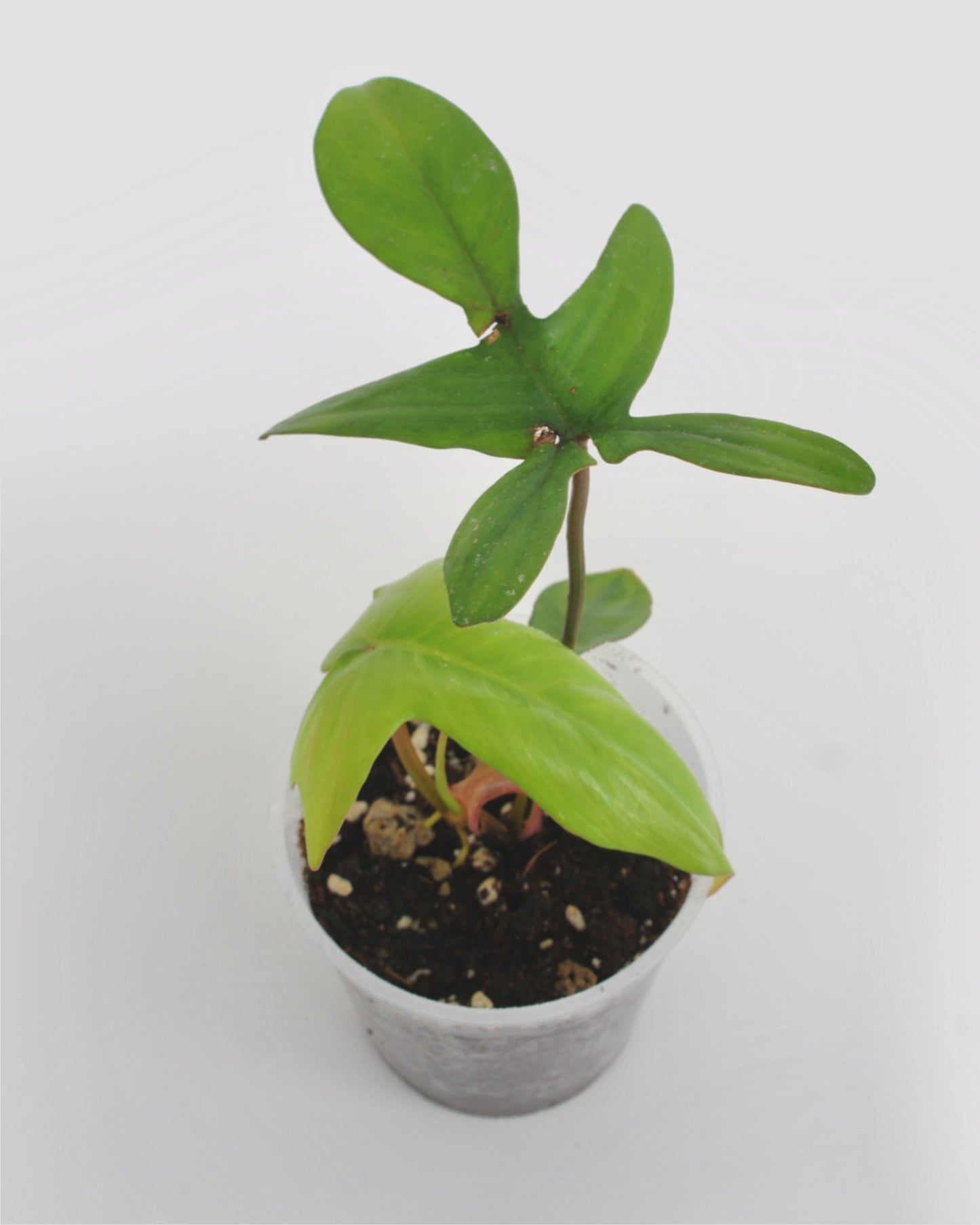 Philodendron Pedatum var Pétiole Rouge