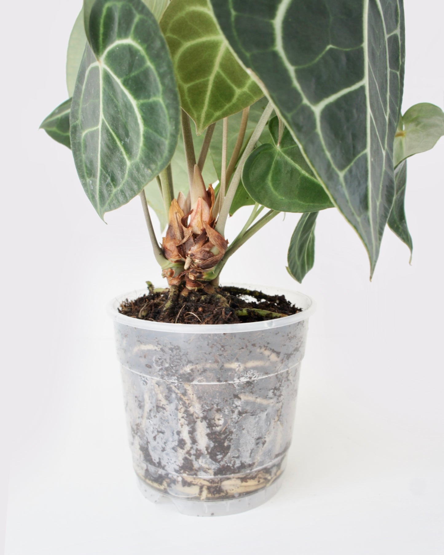 Anthurium Clarinervium