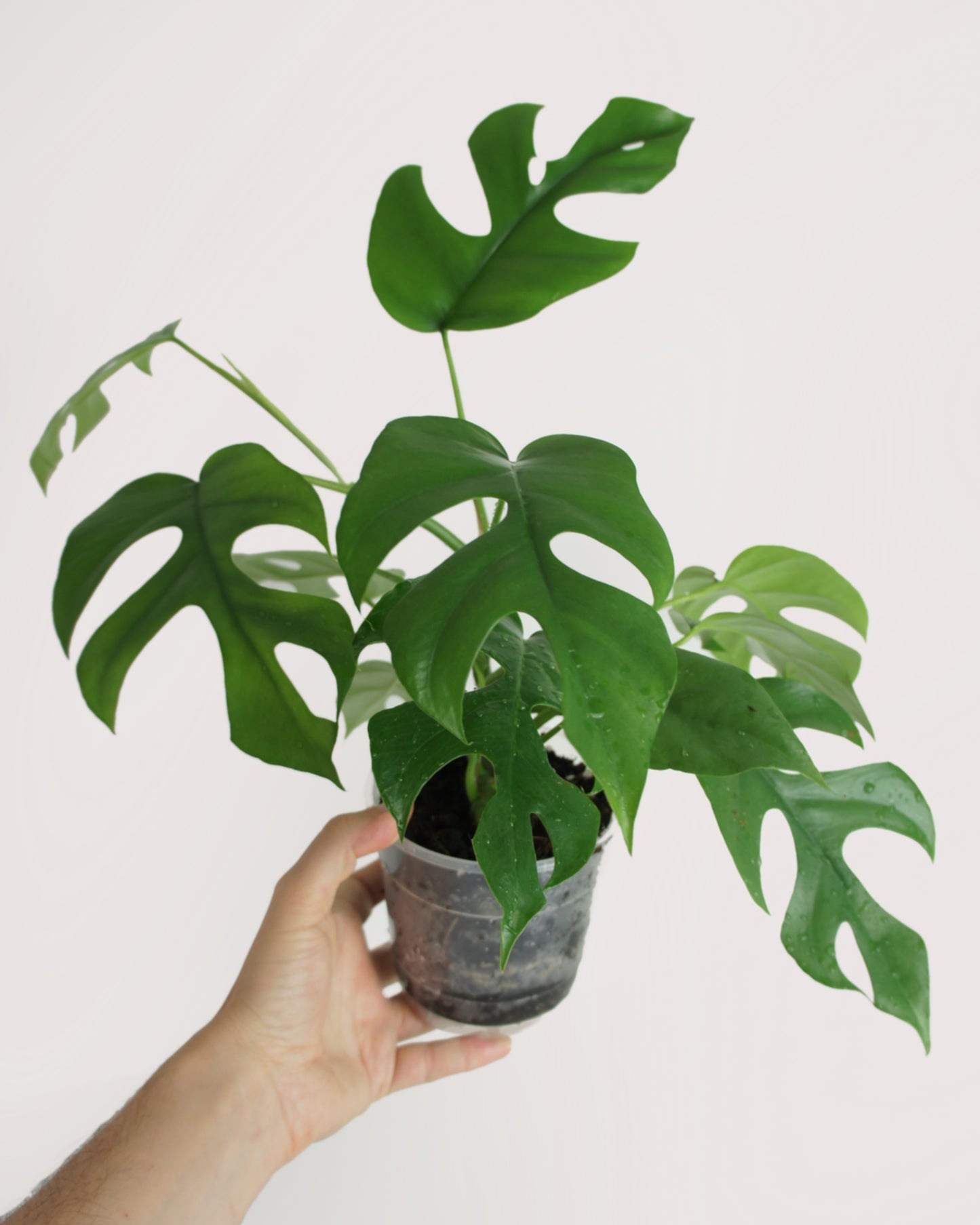 Rhaphidophora Tetrasperma - monstera minima