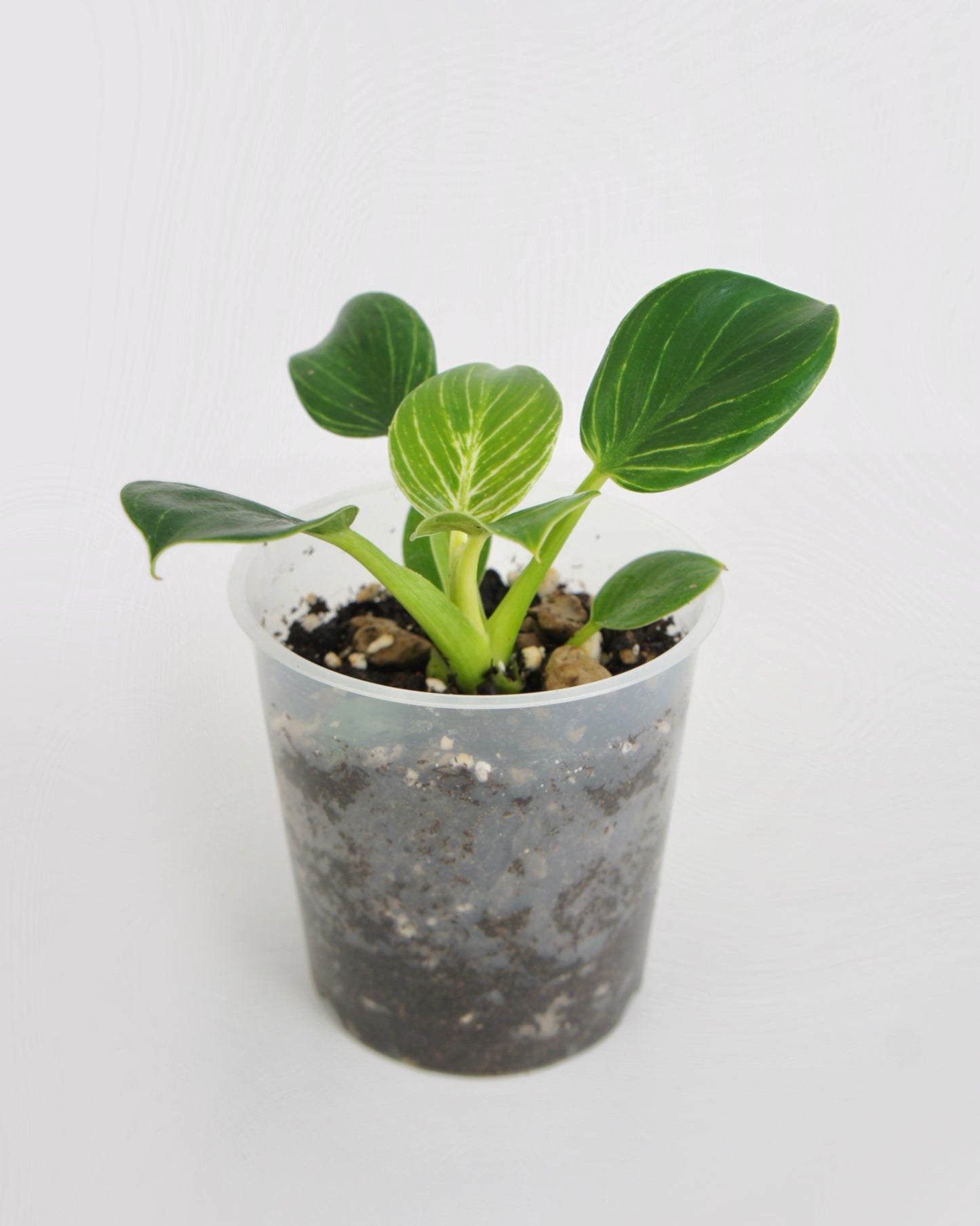 Philodendron Birkin