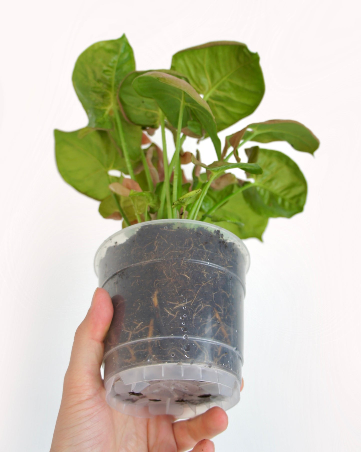 Syngonium Neon Robusta