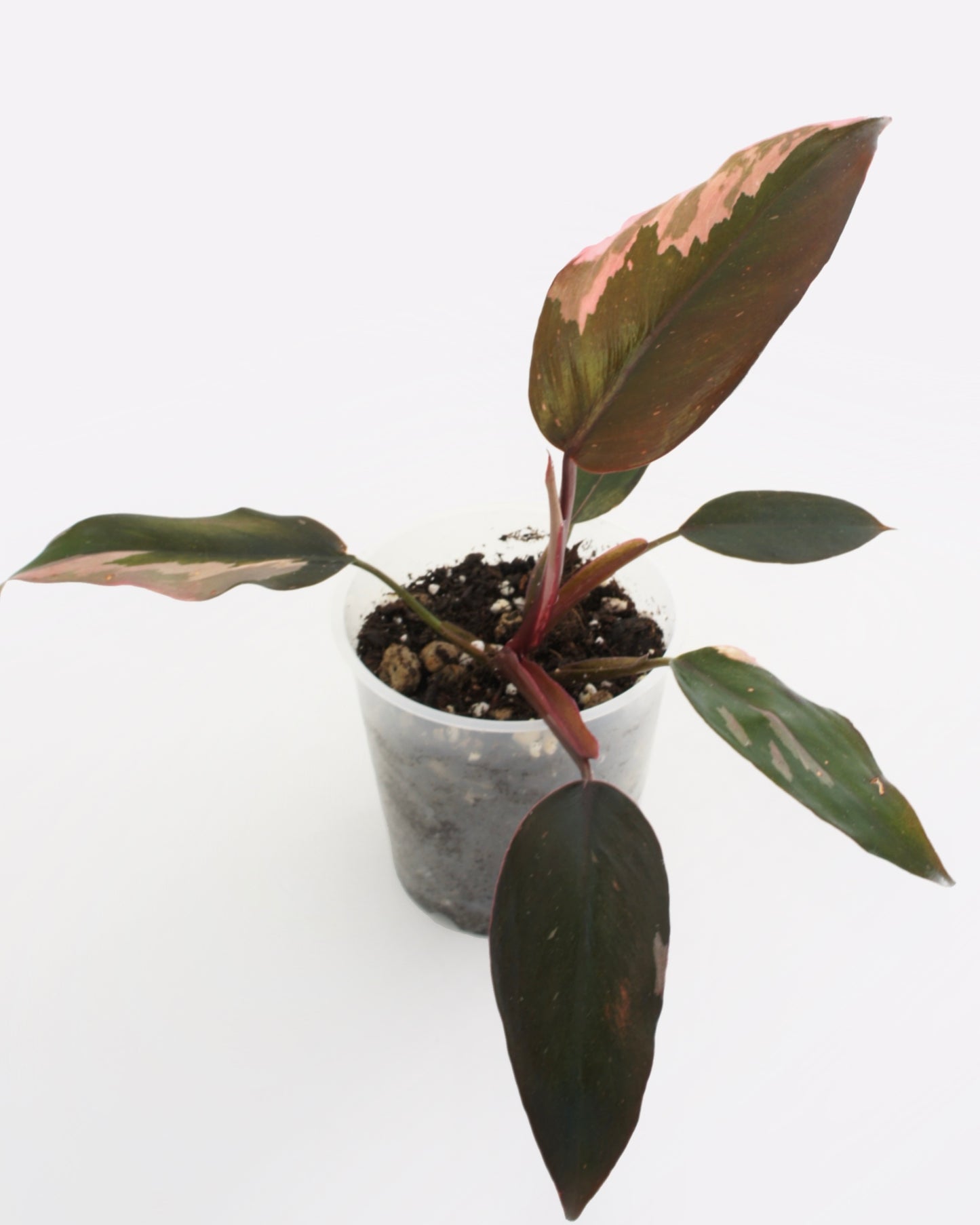 Philodendron Erubescens - Pink Princess