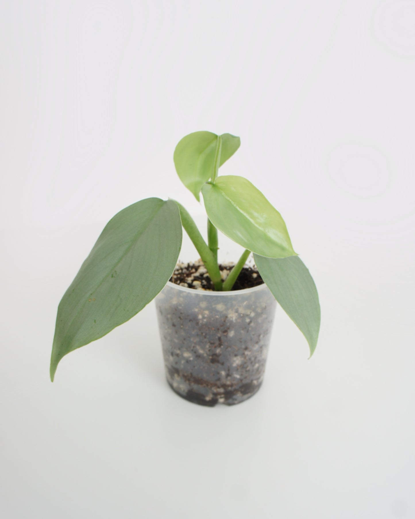 Philodendron Hastatum - Silver Sword