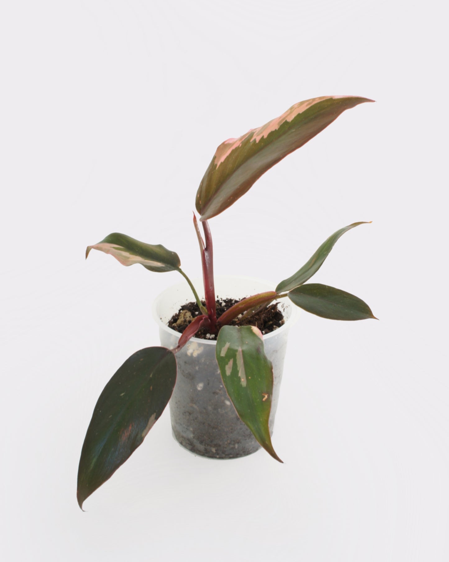 Philodendron Erubescens - Pink Princess