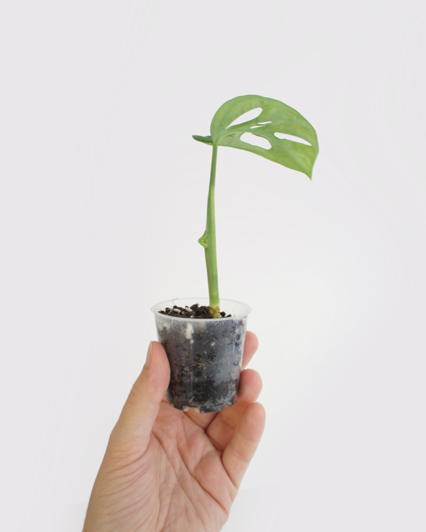 Monstera Adansonii - mini