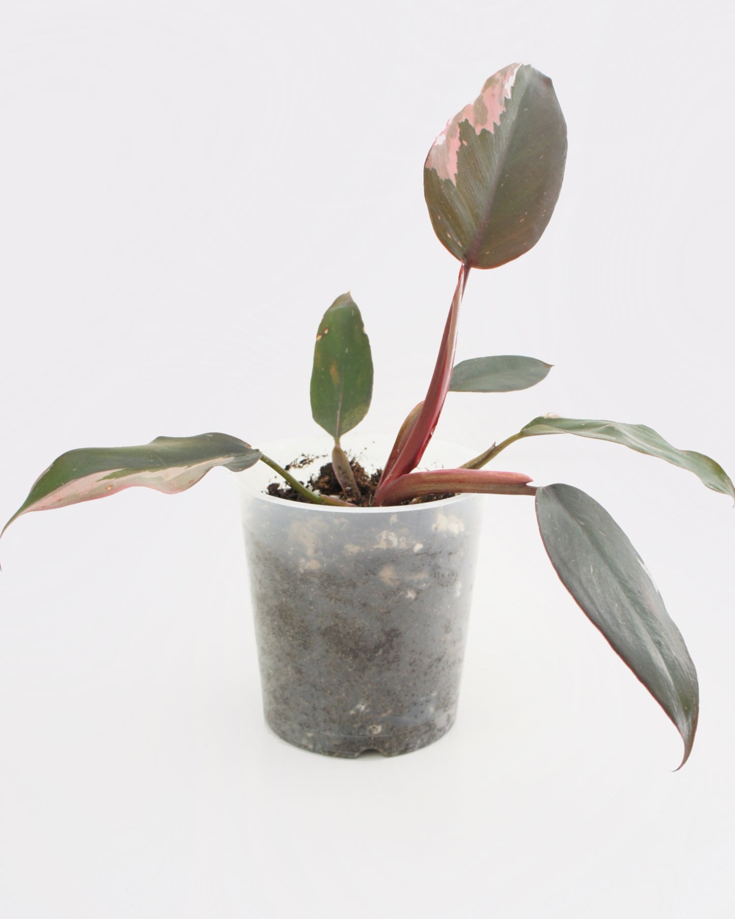Philodendron Erubescens - Pink Princess