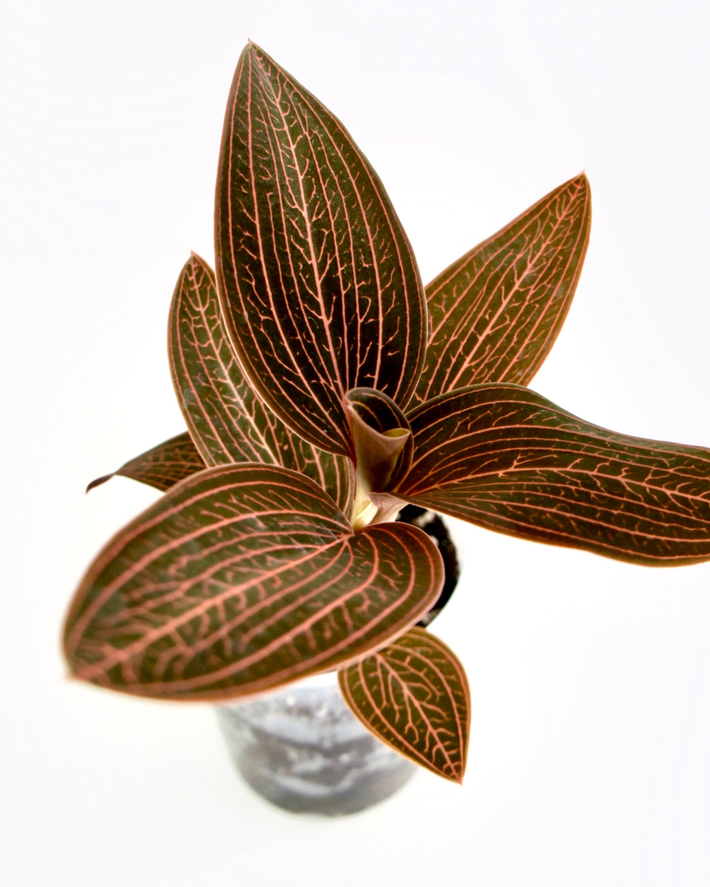 Anoectochilus Roxburghii x Ludisia Discolor - Orchidée bijou