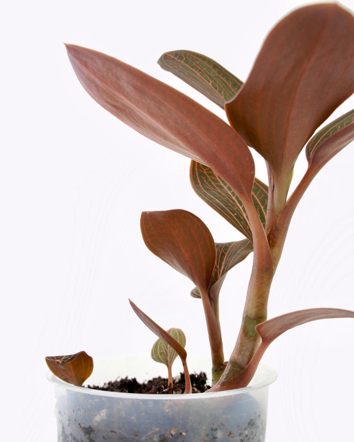Anoectochilus Roxburghii x Ludisia Discolor - Orchidée bijou