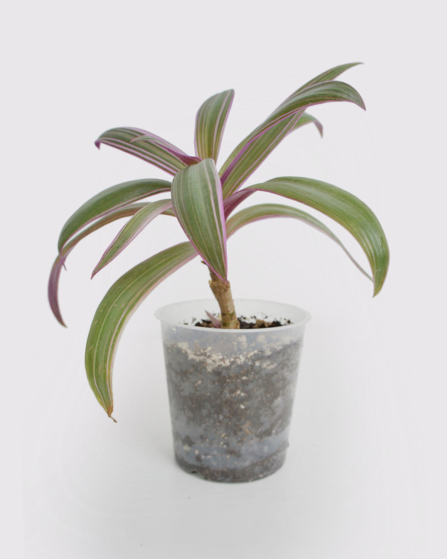 Tradescantia Spathacea - Misère