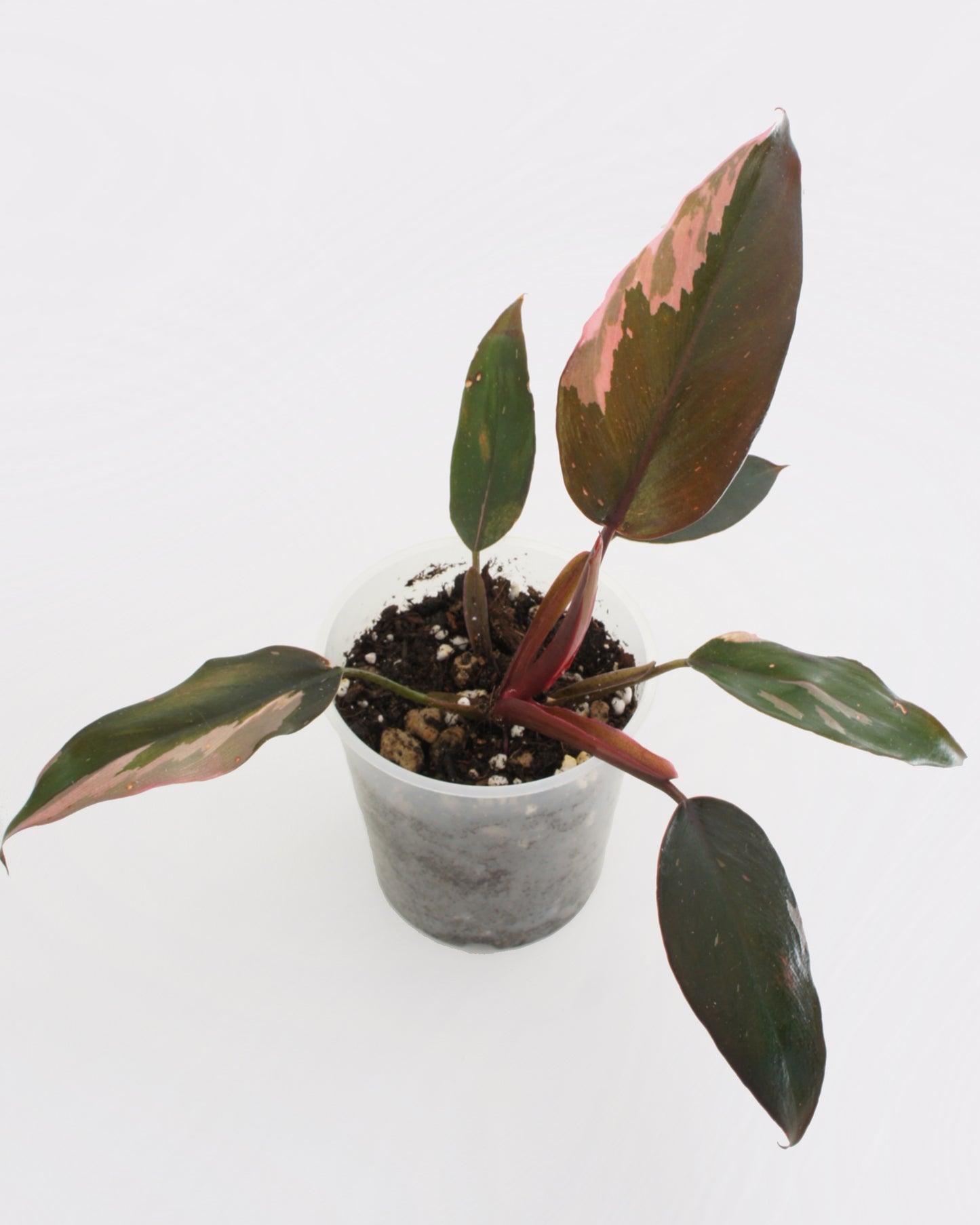 Philodendron Erubescens - Pink Princess
