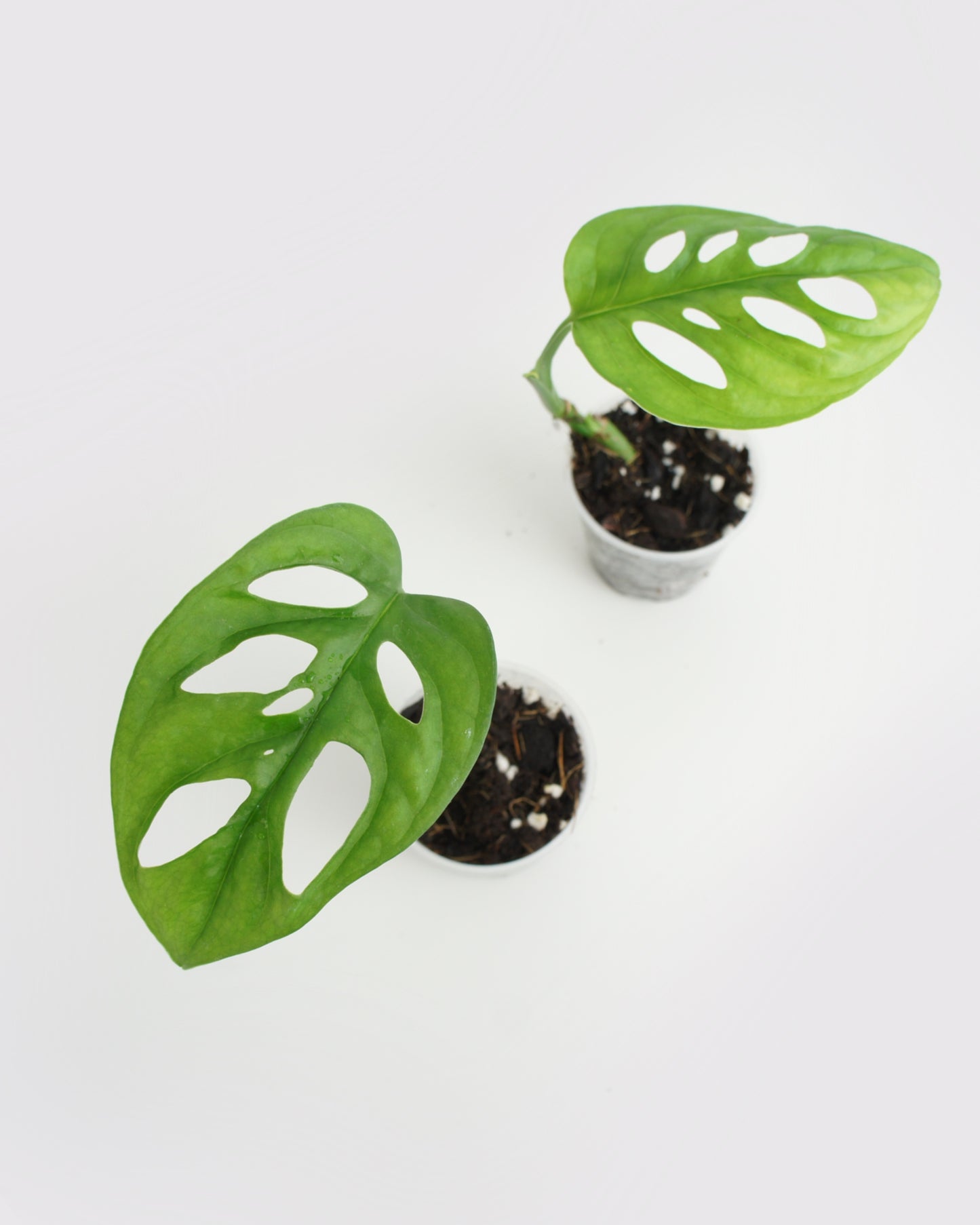 Monstera Adansonii - mini