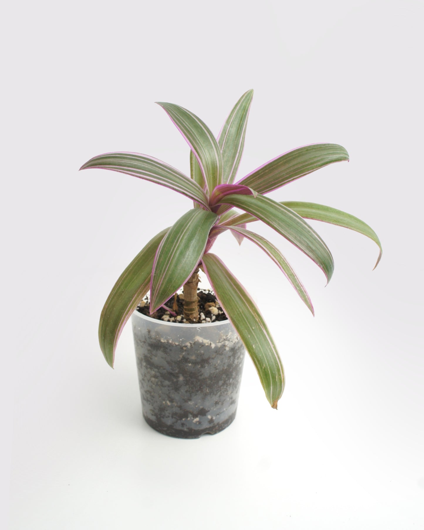 Tradescantia Spathacea - Misère