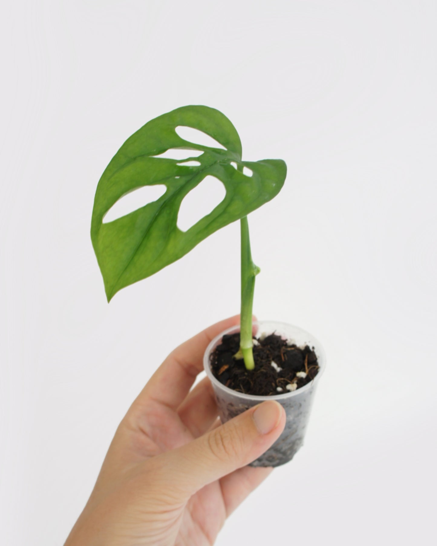 Monstera Adansonii - mini