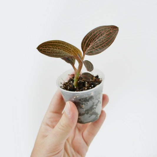Ludisia Discolor Spiderman (S)