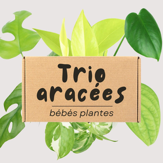 Trio Aracées - 3 mini-plantes