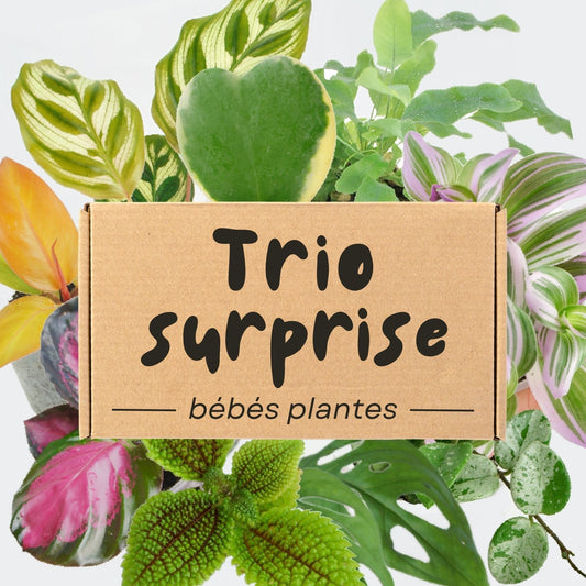 Trio Surprises - 3 mini-plantes