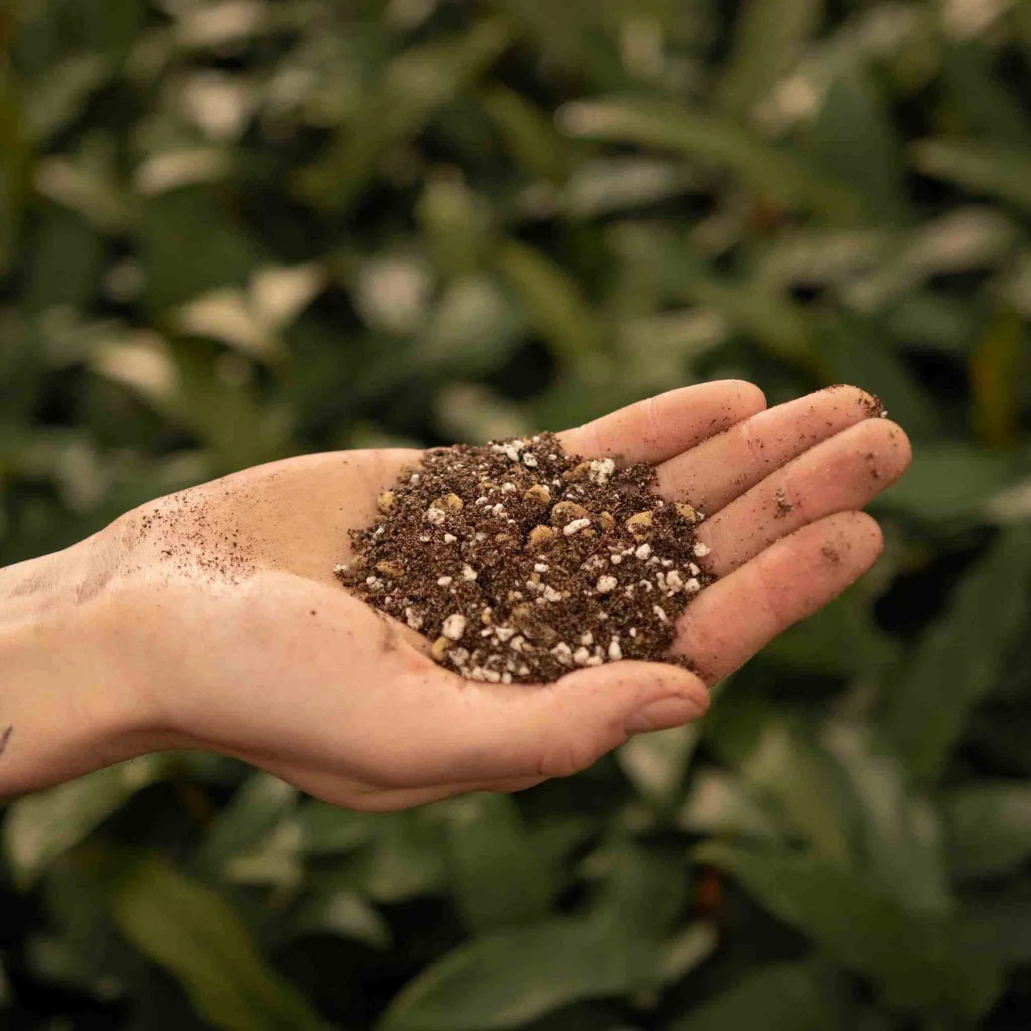 Cactus et succulentes Mix 5L - Substrat Premium