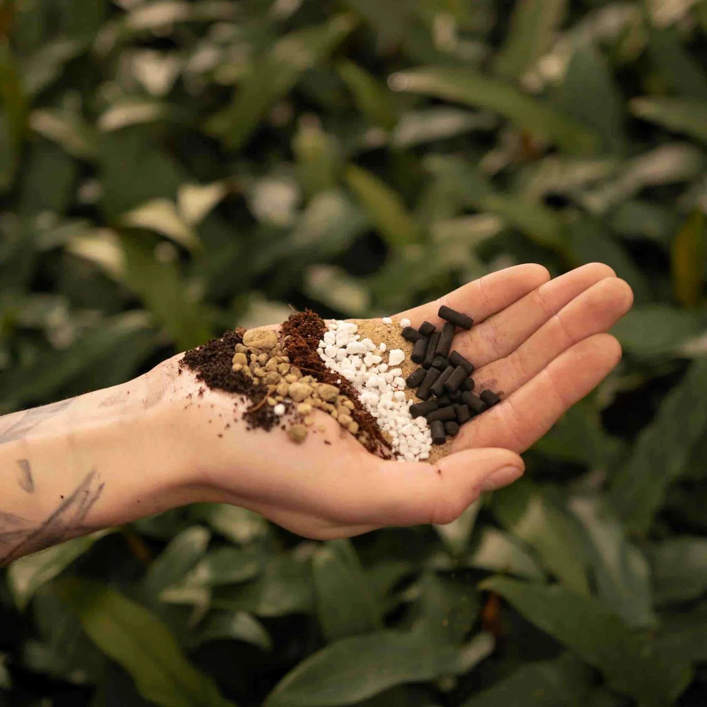 Cactus et succulentes Mix 5L - Substrat Premium