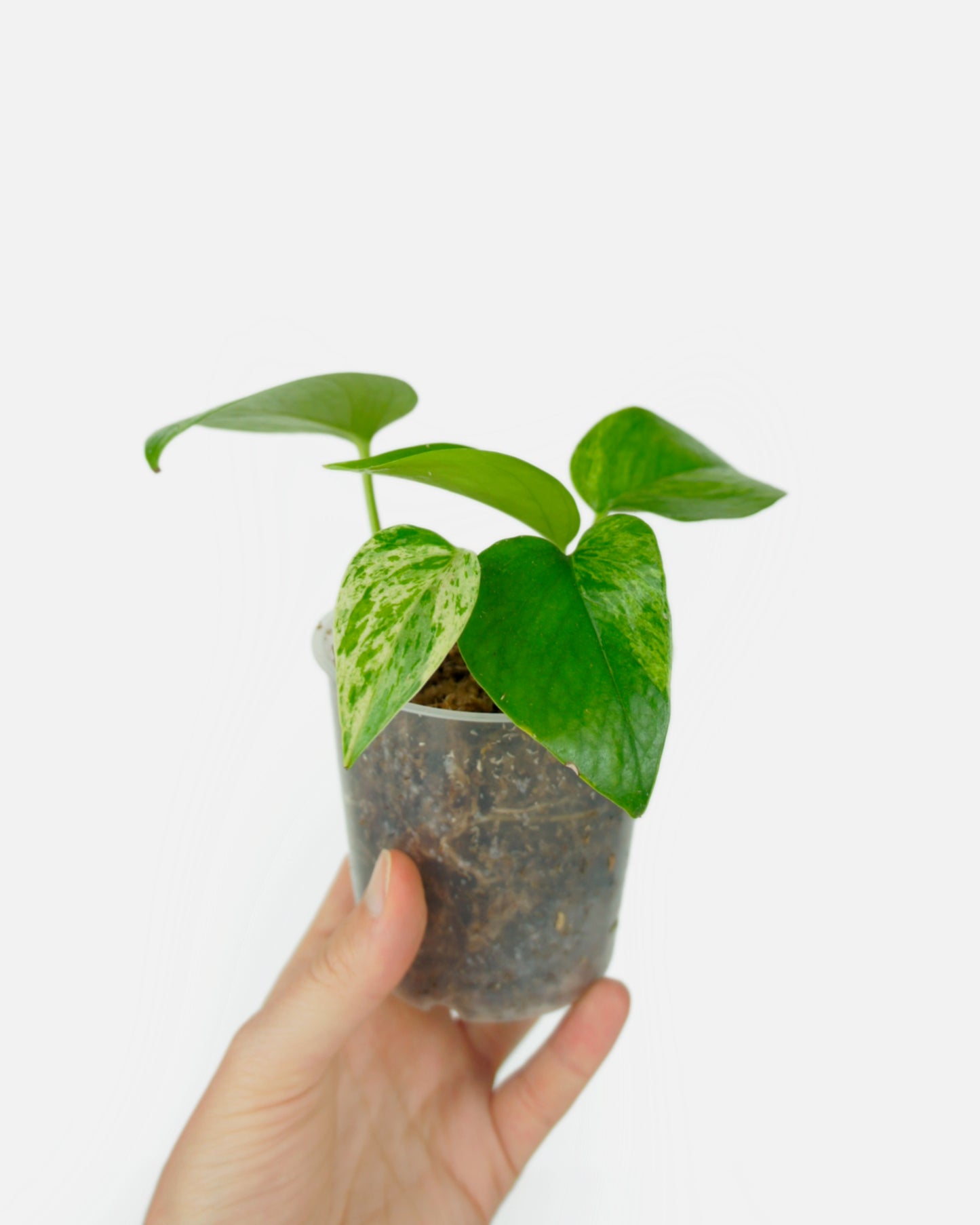 Epipremnum Aureum Marble Queen - Pothos