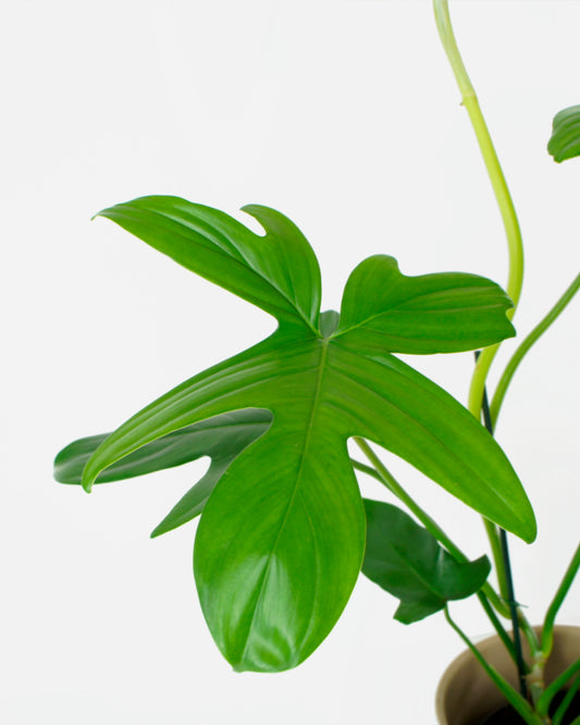 Philodendron Pedatum Florida Green (M)