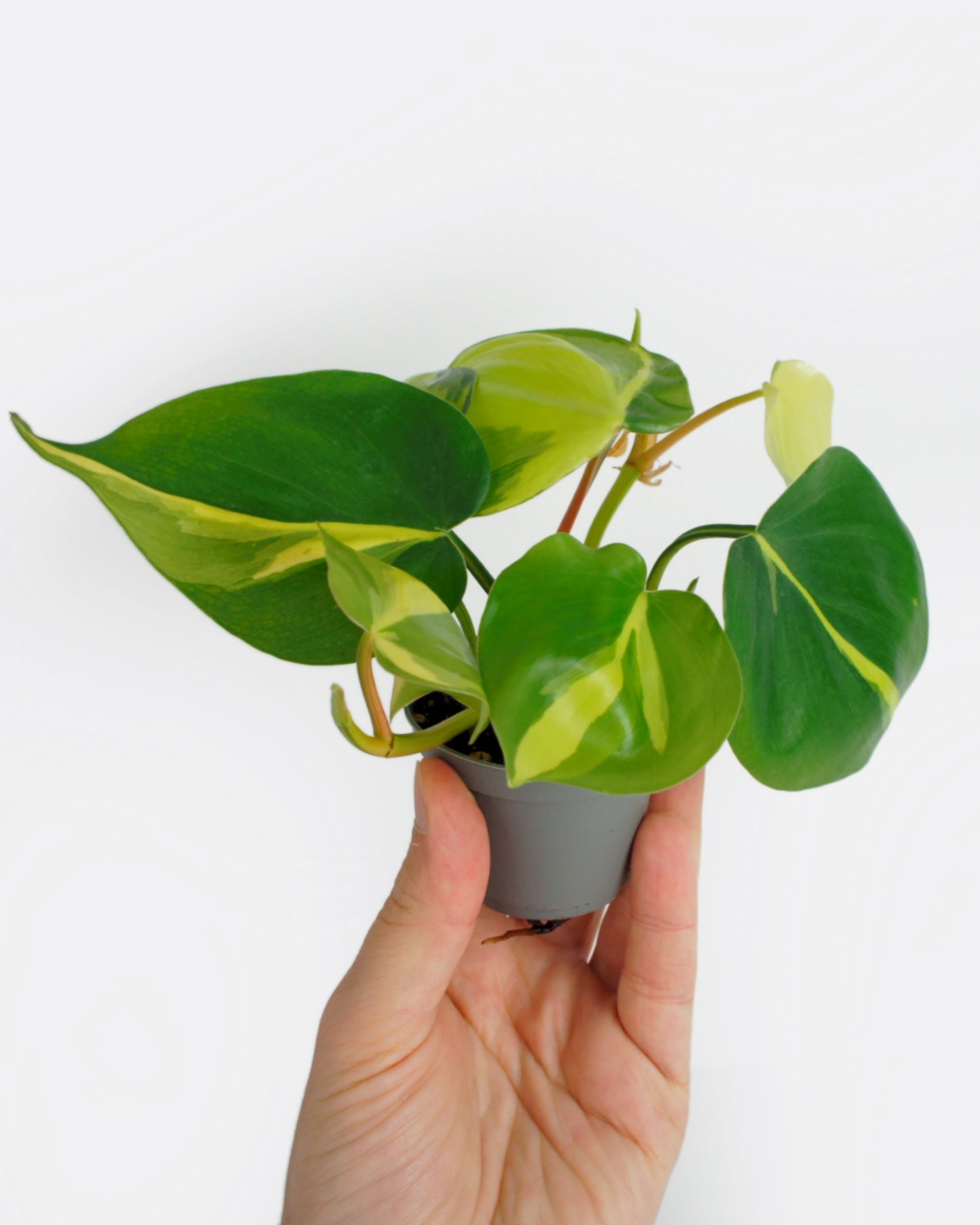 Philodendron Scandens Brasil