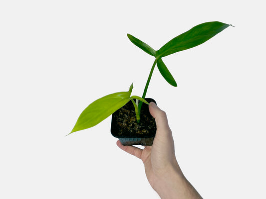 Philodendron Tripartitum Fenzlii