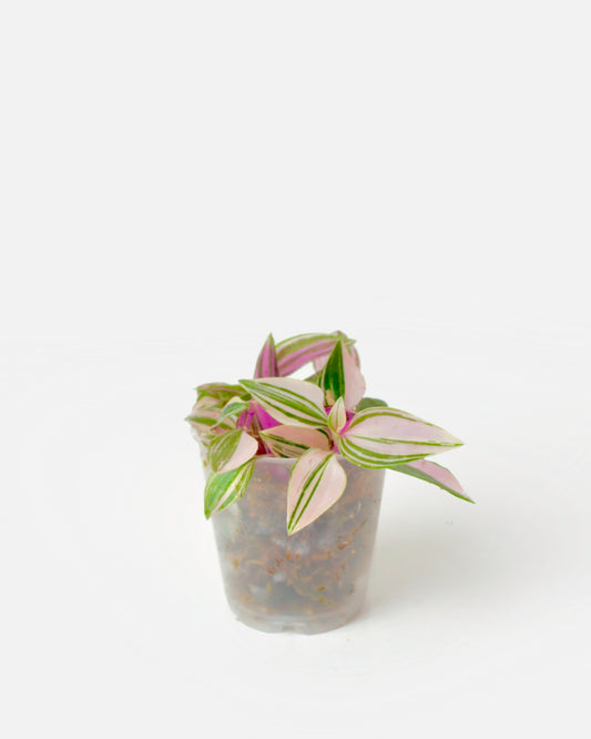 Tradescantia Fluminensis Quadricolor (S)