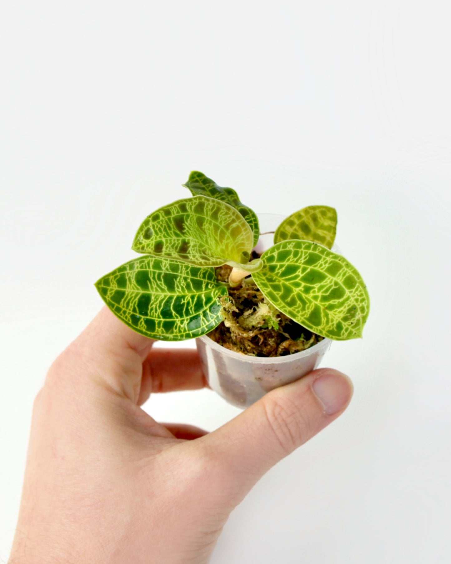 Macodes Petola - Orchidée Bijou