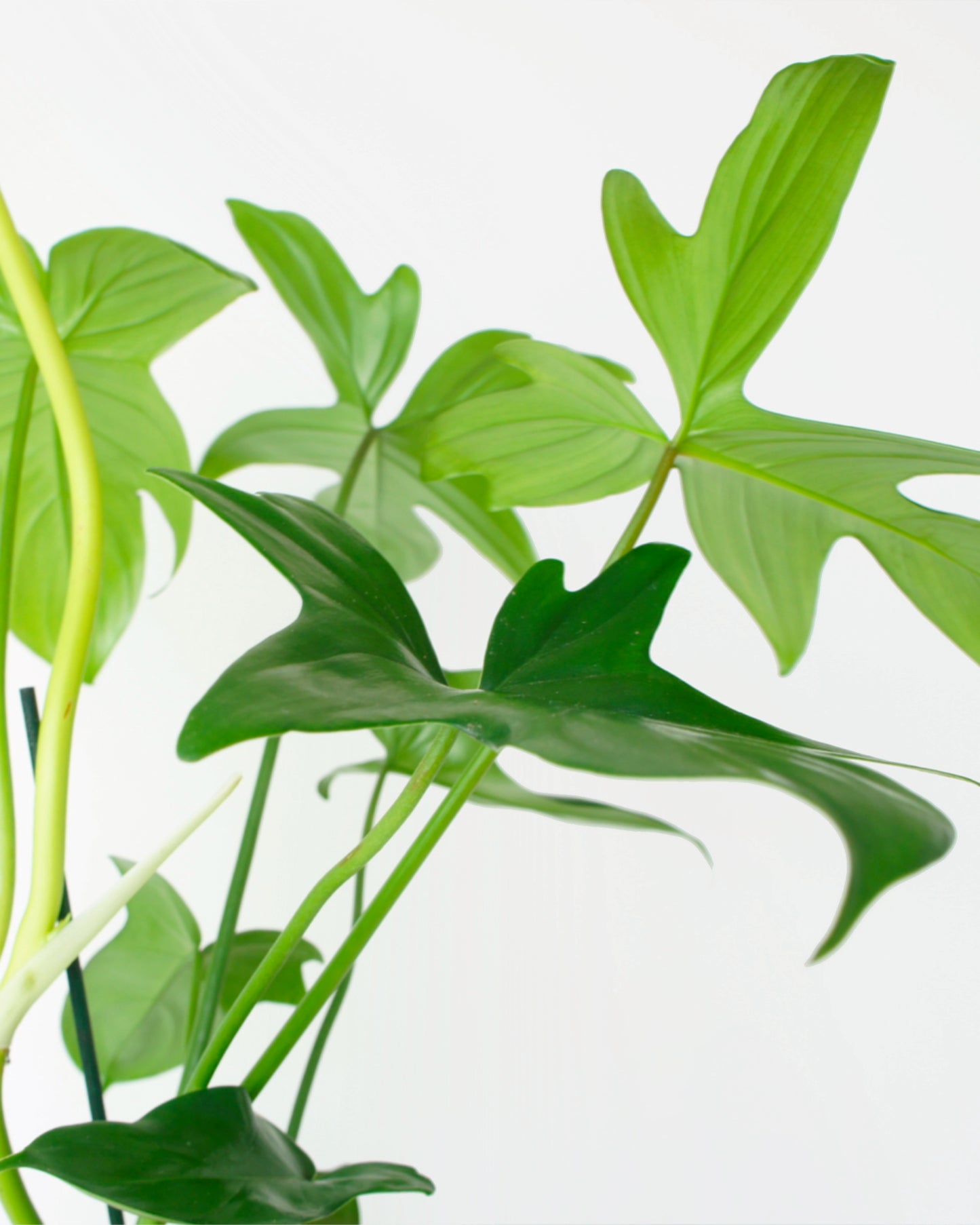 Philodendron Pedatum Florida Green (M)