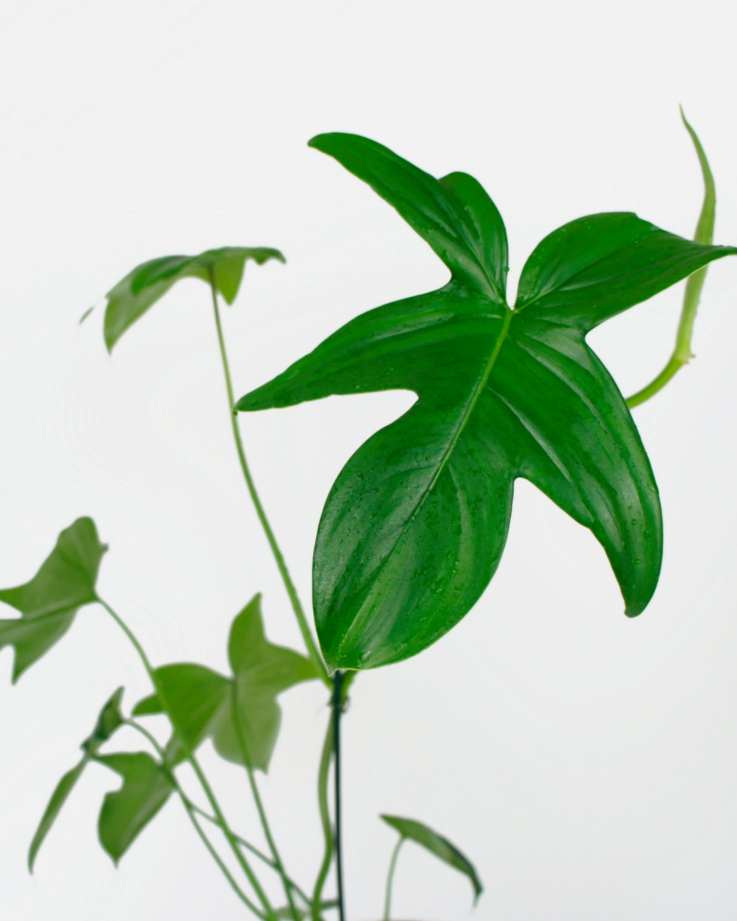 Philodendron Pedatum Florida Green (M)