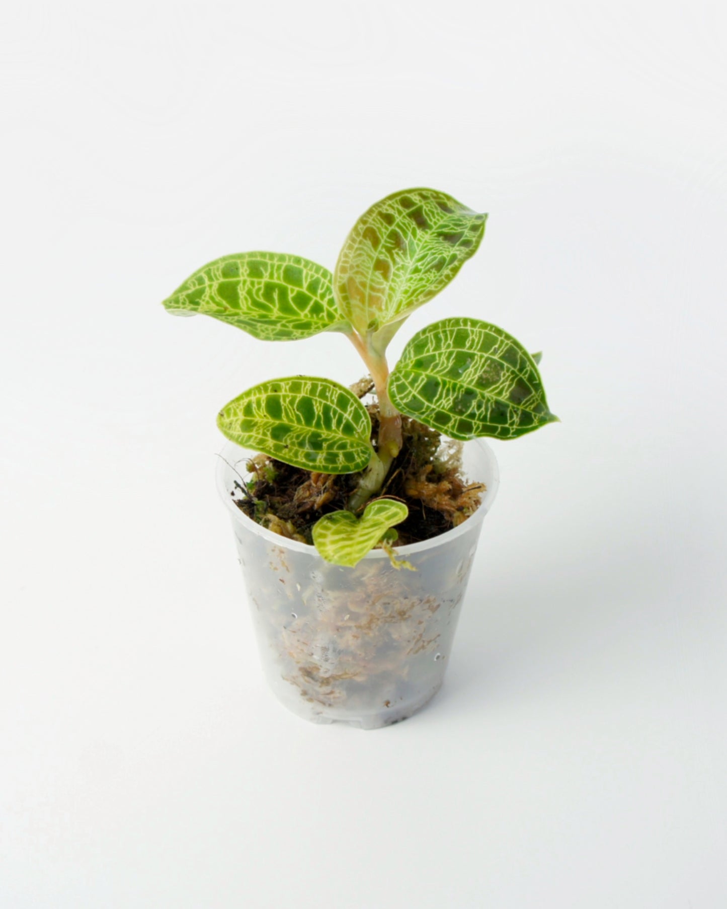 Macodes Petola - Orchidée Bijou