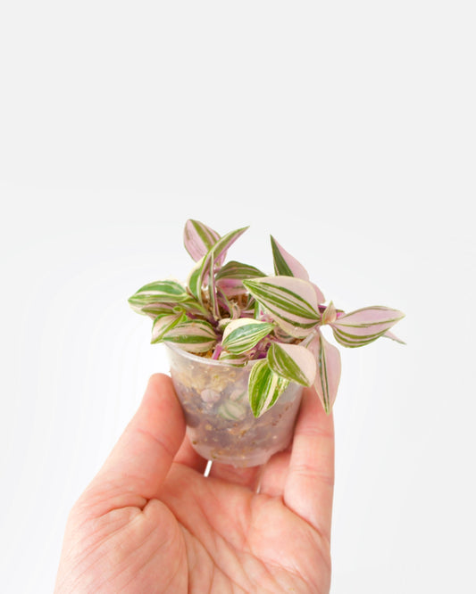 Tradescantia Fluminensis Quadricolor (S)