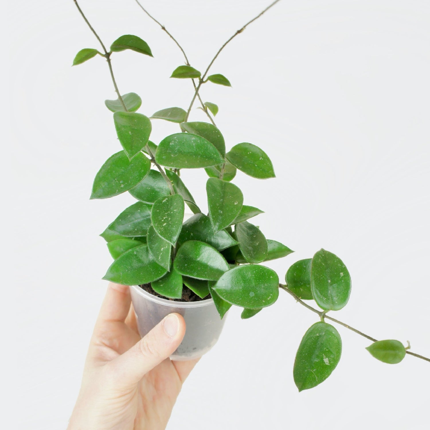 Plantes d'intérieur et boutures