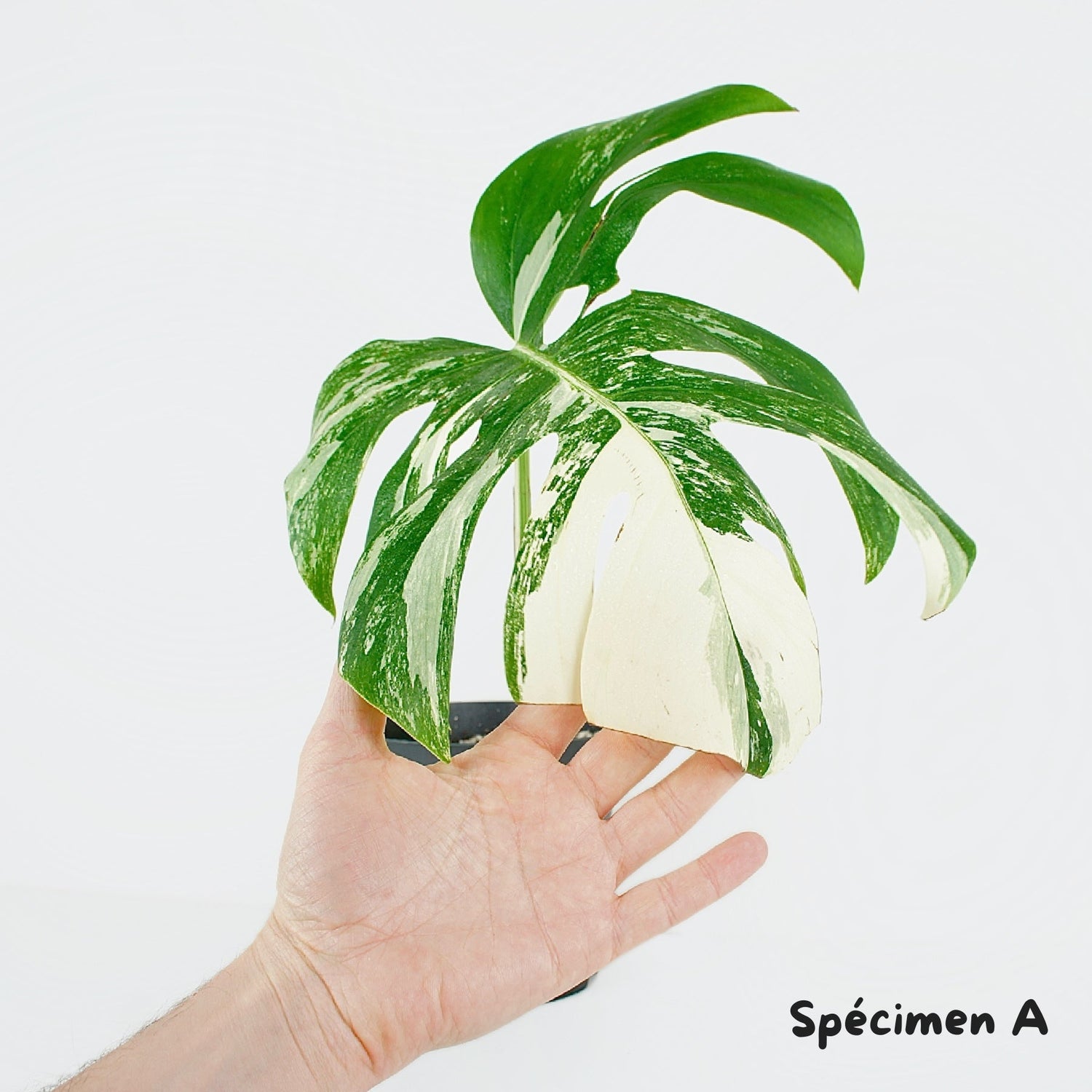 Monstera