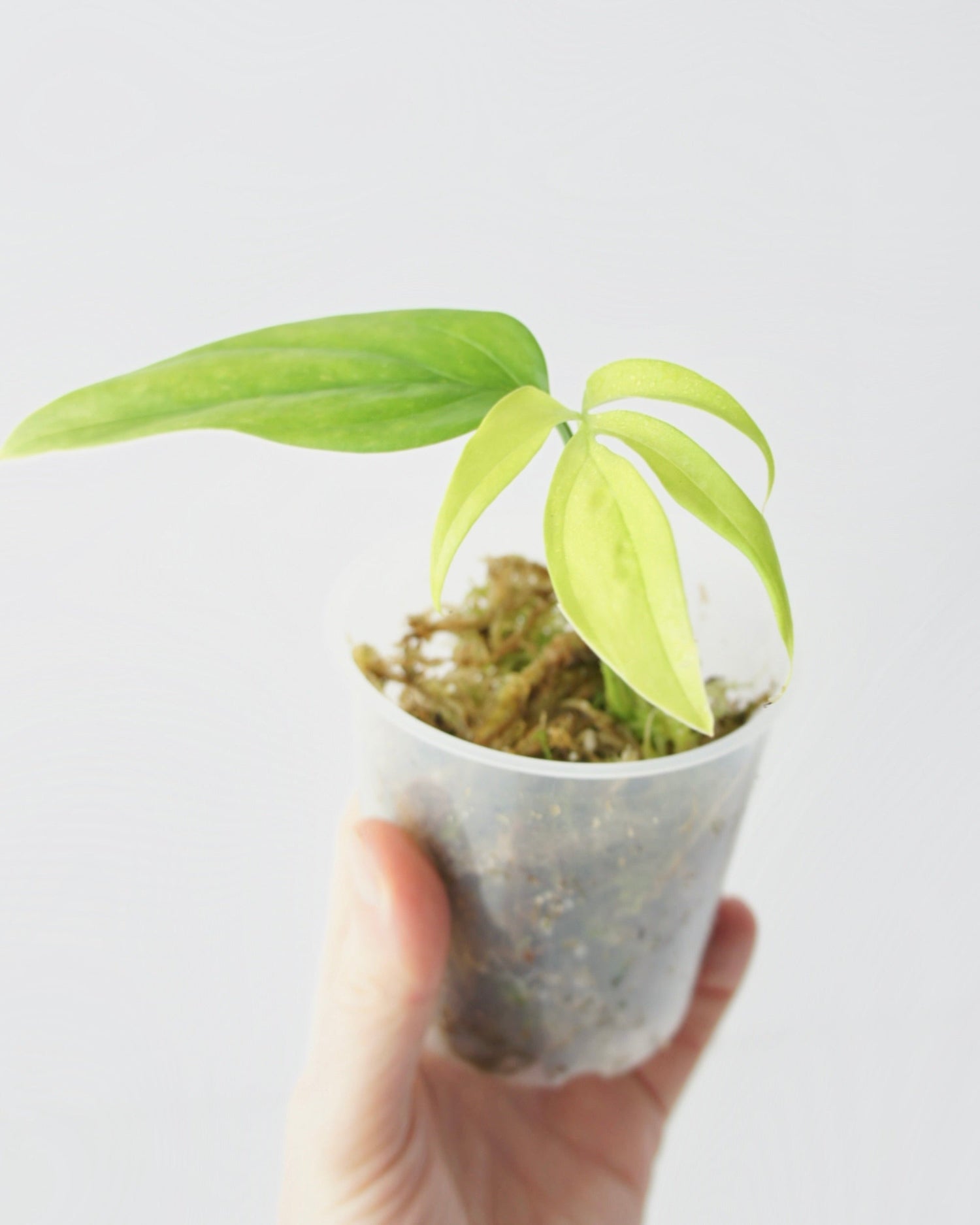 Plantes rares