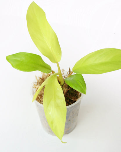 Philodendron Malay Gold