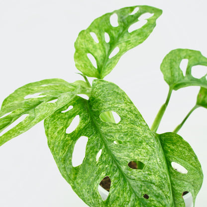 Monstera Adansonii Variegata Mint