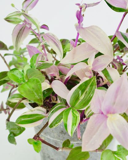 Tradescantia Flumensis Quadricolor (M)