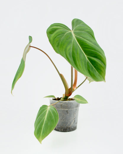 Philodendron Gloriosum (M)