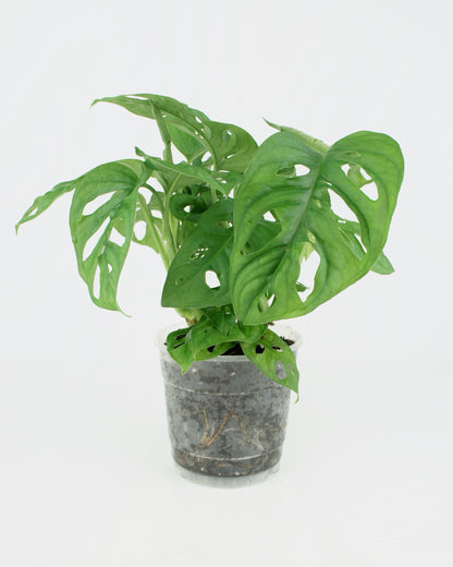 Monstera Adansonii (M)