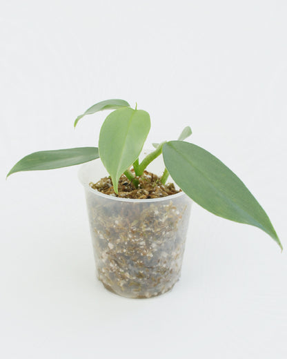 Philodendron Hastatum - Silver Sword