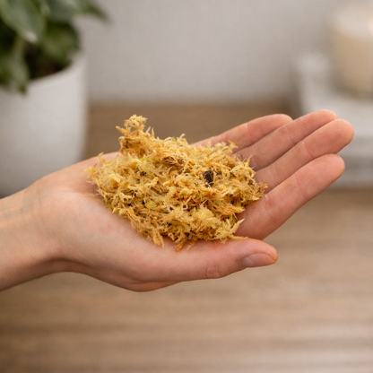Sphaigne naturelle pour plante verte