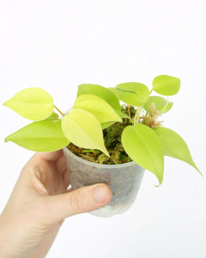 Philodendron Scandens Lime