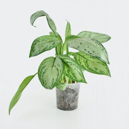 Aglaonema Maria Christina