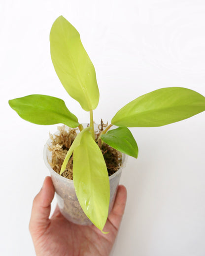 Philodendron Malay Gold