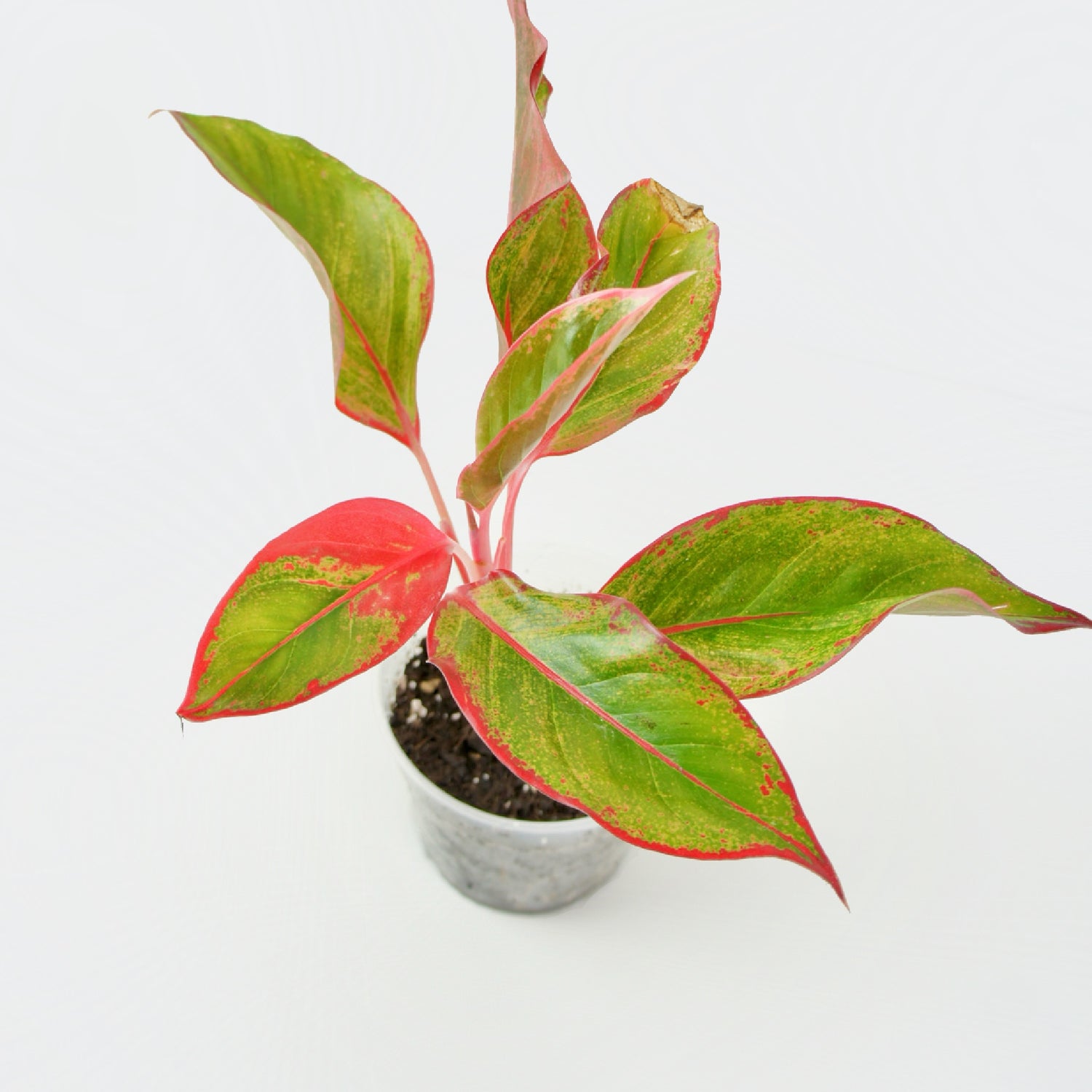 Aglaonema