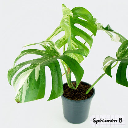 Monstera Deliciosa Variegata mature (L)